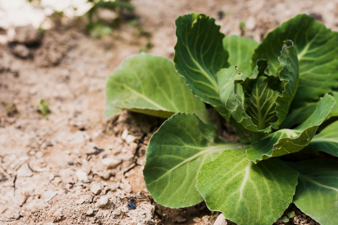 GROWING LETUCCE FROM SEEDS EASILY