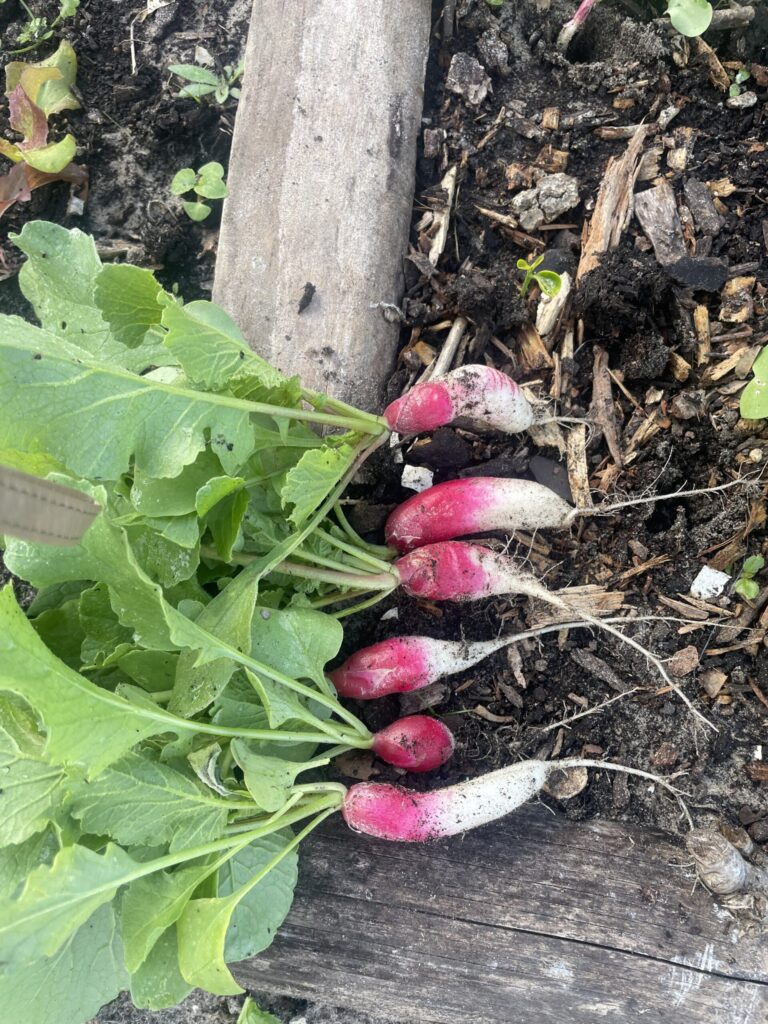 GROWING RADISHES FROM SEEDS