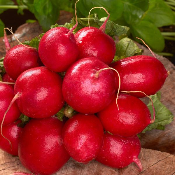 GROWING RADISHES FROM SEEDS