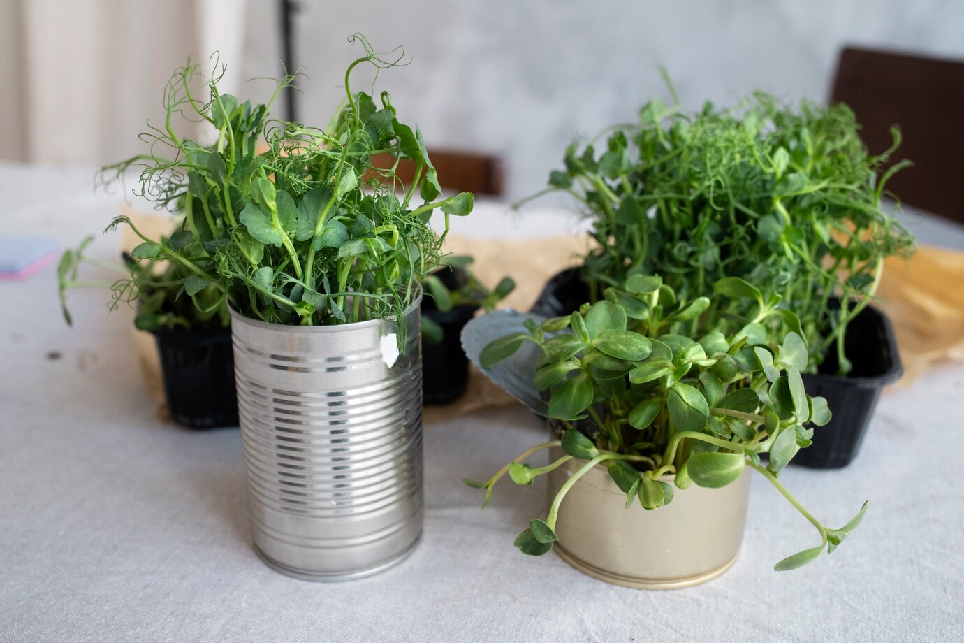 GROWING BASIL INDOORS