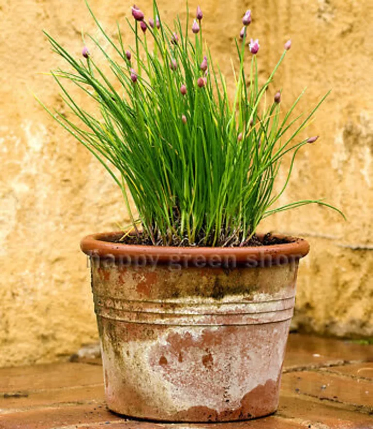 CHIVES GROWING FROM SEEDS