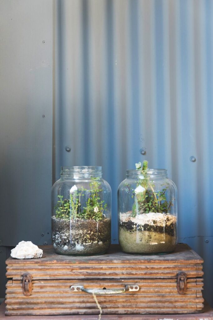 BUILDING A TERRARIUM AT HOME