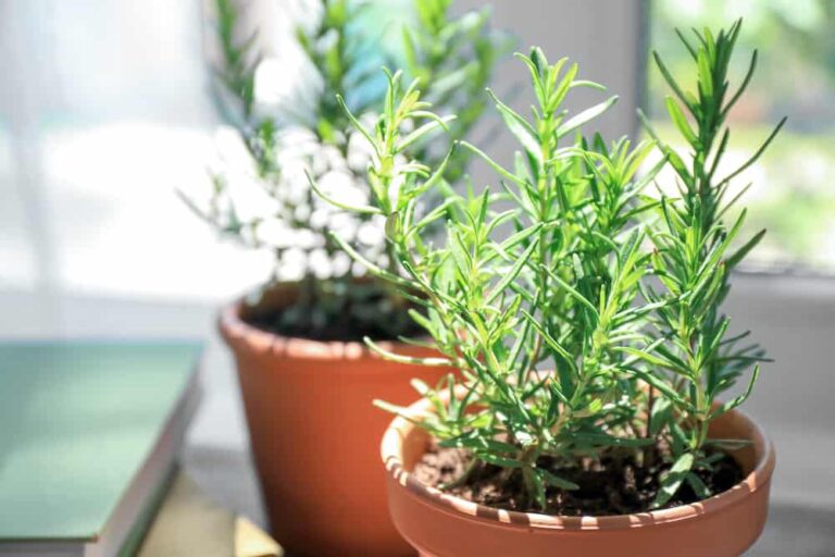 rosemary-plant-2