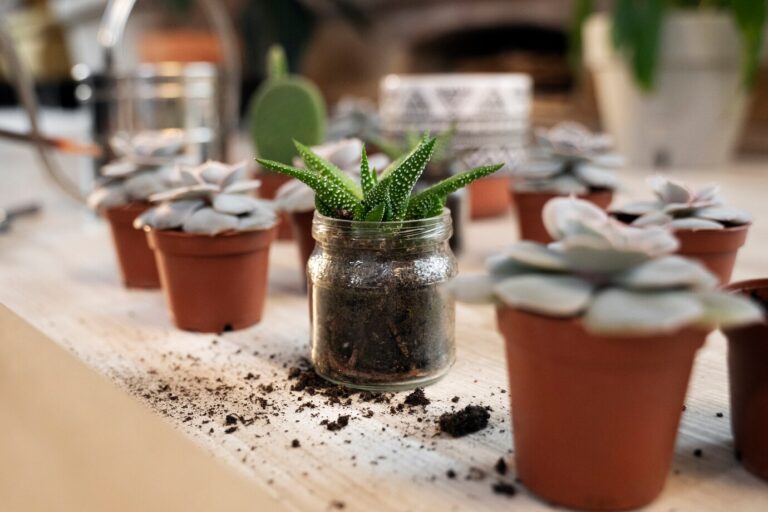 PROPAGATING PLANTS IN CONTAINERS