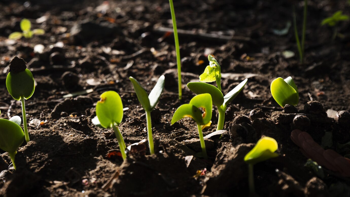 SEEDS BEGGINING OF LIFE