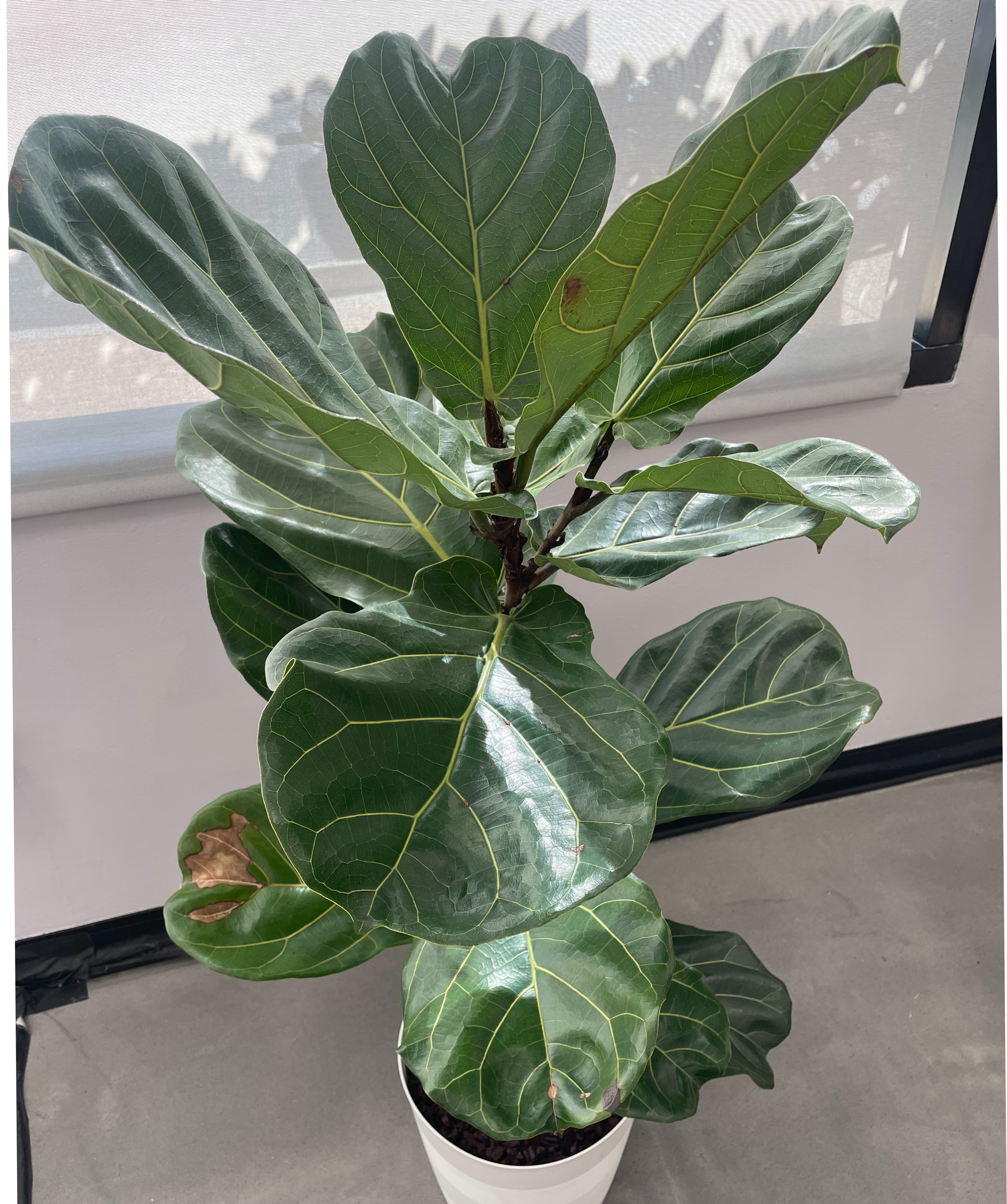 Type of Plant in a White Pot
