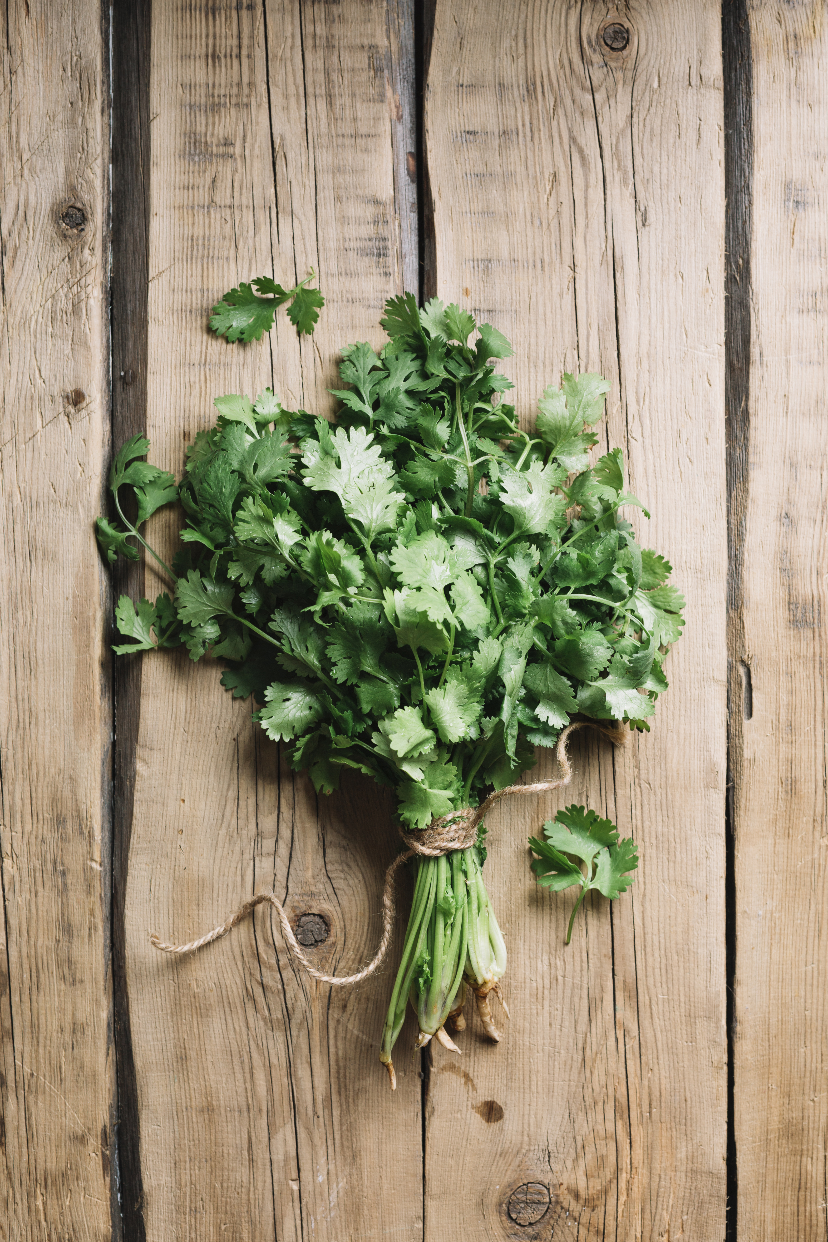 CILANTRO AN HERB WITH MANY BENEFITS