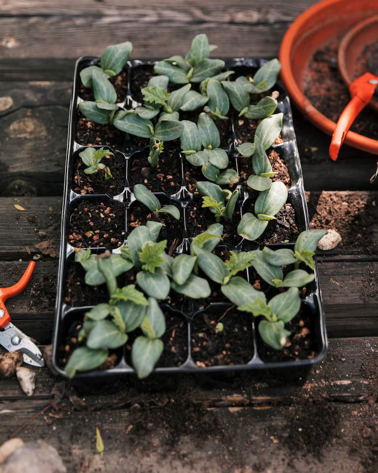GROWING VEGETABLES IN JANUARY