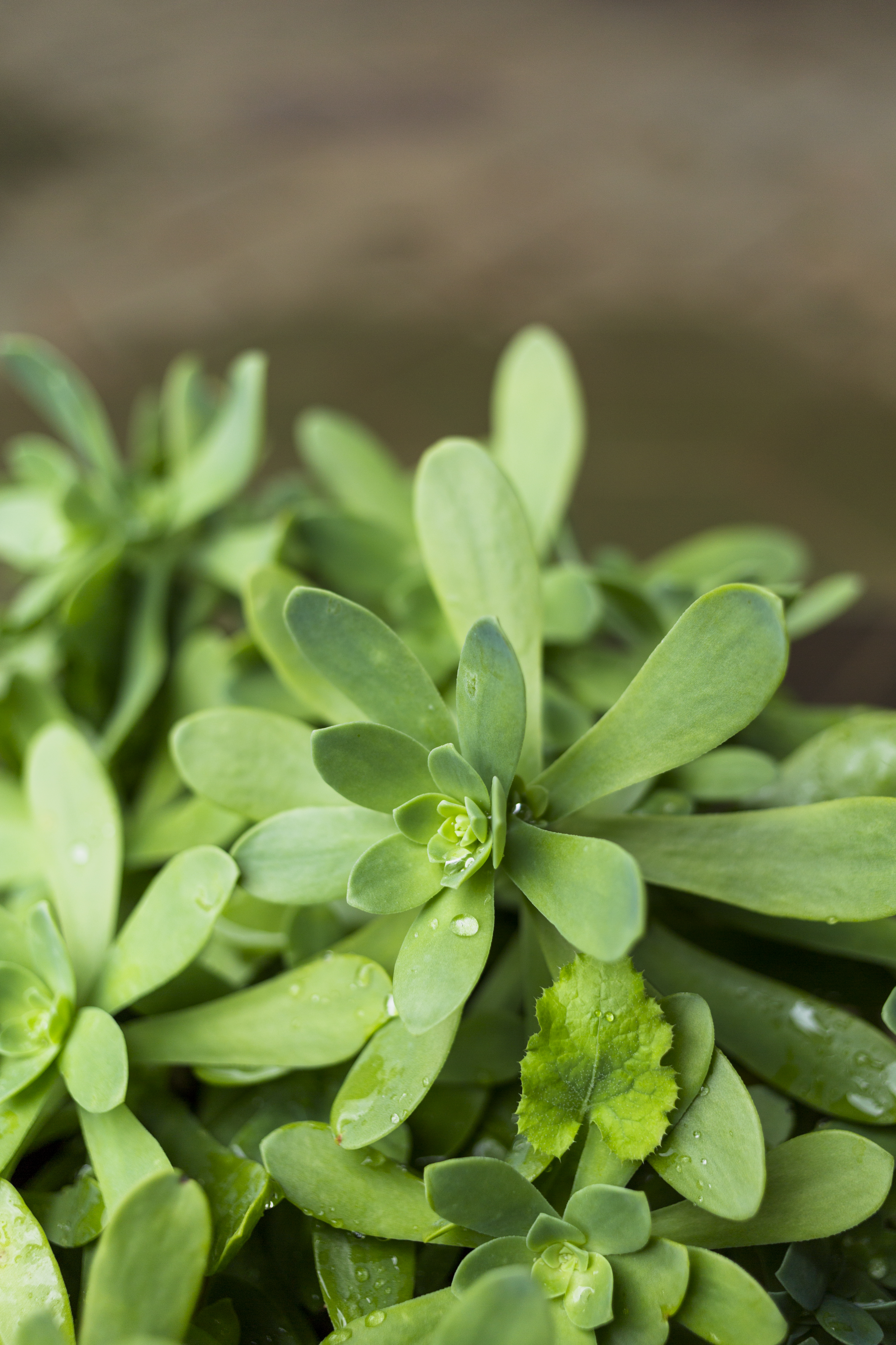 MARJORAM A PERENNIAL HERB