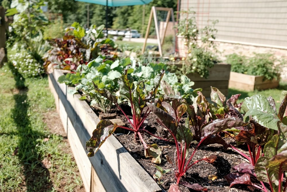 A Vibrant Garden Filled With Various Types of Fresh Vegetables