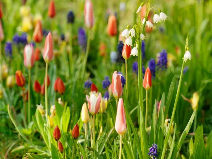 spring-bulbs